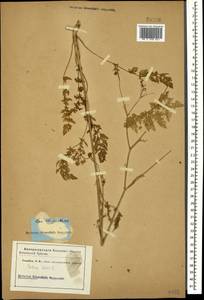 Carum carvi L., Caucasus (no precise locality) (K0)