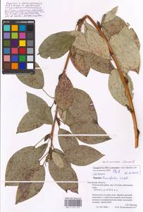 Populus ×moscoviensis Schröd., Eastern Europe, Central region (E4) (Russia)