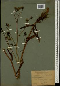 Hieracium sparsum subsp. macrolepis (Boiss.) Zahn, Caucasus, Krasnodar Krai & Adygea (K1a) (Russia)
