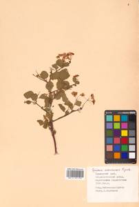 Spiraea chamaedryfolia var. pilosa (Nakai) H. Hara, Siberia, Russian Far East (S6) (Russia)