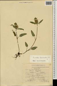 Prunella laciniata (L.) L., Caucasus, Stavropol Krai, Karachay-Cherkessia & Kabardino-Balkaria (K1b) (Russia)