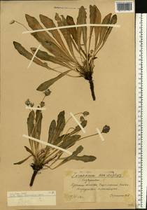 Taraxacum kok-saghyz Rodin, Eastern Europe, Central forest-and-steppe region (E6) (Russia)