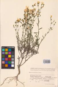 Linum ucranicum (Griseb. ex Planch.) Czern., Eastern Europe, Lower Volga region (E9) (Russia)