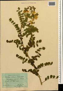 Colutea cilicica Boiss. & Balansa, Caucasus, Black Sea Shore (from Novorossiysk to Adler) (K3) (Russia)