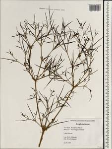 Scrophulariaceae, South Asia, South Asia (Asia outside ex-Soviet states and Mongolia) (ASIA) (Vietnam)