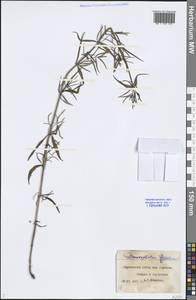 Dracocephalum ruyschiana L., Eastern Europe, Central forest-and-steppe region (E6) (Russia)