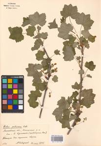 Ribes spicatum E.Robson, Eastern Europe, Moscow region (E4a) (Russia)
