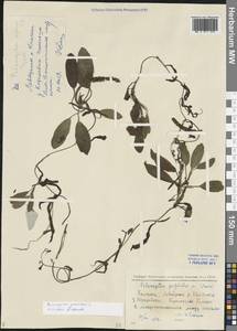 Potamogeton gramineus L., Siberia, Chukotka & Kamchatka (S7) (Russia)