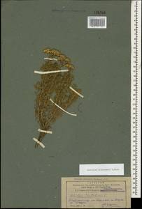 Achillea wilhelmsii K. Koch, Caucasus, Azerbaijan (K6) (Azerbaijan)