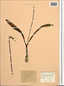 Galanthus woronowii Losinsk., Caucasus, Black Sea Shore (from Novorossiysk to Adler) (K3) (Russia)