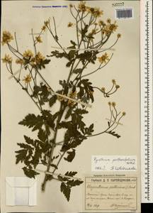 Tanacetum partheniifolium (Willd.) Sch. Bip., Crimea (KRYM) (Russia)