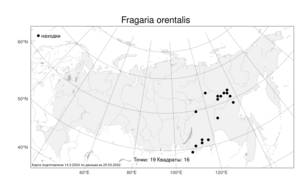 Fragaria orientalis Losinsk., Atlas of the Russian Flora (FLORUS) (Russia)