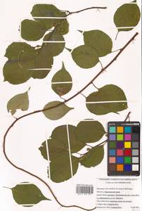 Celastrus flagellaris Rupr., Siberia, Russian Far East (S6) (Russia)