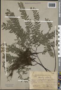 Adiantum pedatum L., Siberia, Russian Far East (S6) (Russia)