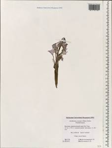 Pontederia crassipes Mart., South Asia, South Asia (Asia outside ex-Soviet states and Mongolia) (ASIA) (Vietnam)
