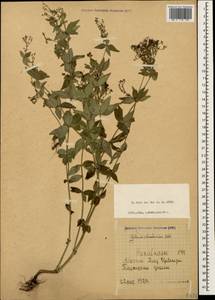 Galium valantioides M.Bieb., Caucasus, Abkhazia (K4a) (Abkhazia)