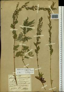 Artemisia freyniana (Pamp.) Krasch., Siberia, Russian Far East (S6) (Russia)