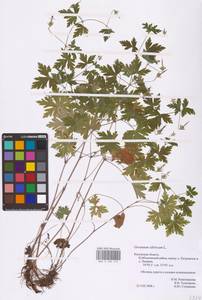 Geranium sibiricum L., Eastern Europe, Central region (E4) (Russia)