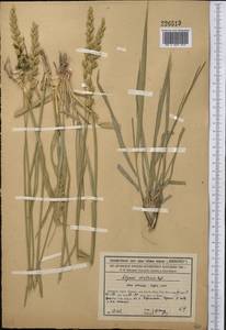 Leymus multicaulis (Kar. & Kir.) Tzvelev, Middle Asia, Syr-Darian deserts & Kyzylkum (M7) (Kazakhstan)