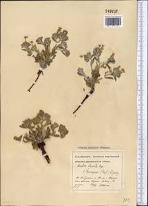 Arnebia obovata Bunge, Middle Asia, Pamir & Pamiro-Alai (M2) (Uzbekistan)