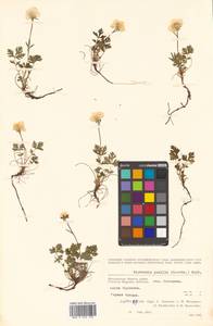 Geum selinifolium (Fisch. ex F. Schmidt) Hultén, Siberia, Chukotka & Kamchatka (S7) (Russia)