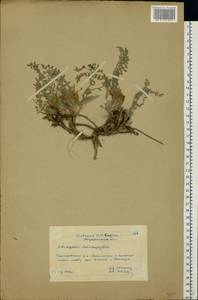 Astragalus dolichophyllus Pall., Eastern Europe, Lower Volga region (E9) (Russia)