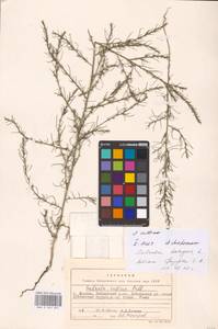 Salsola collina Pall., Eastern Europe, Moscow region (E4a) (Russia)
