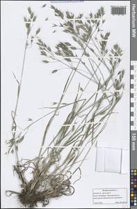 Bromus arvensis L., Eastern Europe, North-Western region (E2) (Russia)