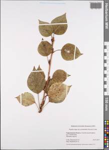 Populus nigra var. italica (Moench) Koehne, Eastern Europe, Lower Volga region (E9) (Russia)