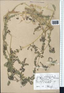 Astragalus contortuplicatus L., Middle Asia, Syr-Darian deserts & Kyzylkum (M7) (Kazakhstan)