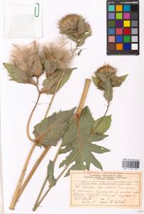 Cirsium oleraceum (L.) Scop., Eastern Europe, Moscow region (E4a) (Russia)