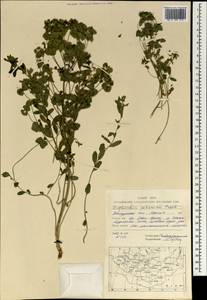 Euphorbia potaninii Prokh., Mongolia (MONG) (Mongolia)