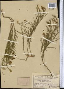 Linaria hepatica Bunge ex Ledeb., Middle Asia, Pamir & Pamiro-Alai (M2) (Uzbekistan)