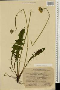 Leontodon hispidus L., Caucasus, Stavropol Krai, Karachay-Cherkessia & Kabardino-Balkaria (K1b) (Russia)