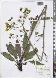 Hieracium lachenalii subsp. deductum (Sudre) Greuter, Eastern Europe, Moscow region (E4a) (Russia)