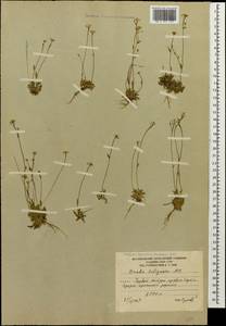 Draba siliquosa M.Bieb., Caucasus, South Ossetia (K4b) (South Ossetia)