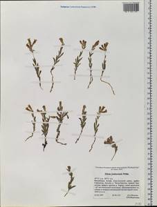 Silene jeniseensis Willd., Siberia, Altai & Sayany Mountains (S2) (Russia)