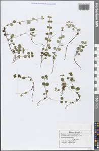 Linnaea borealis L., Eastern Europe, Middle Volga region (E8) (Russia)