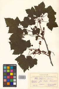 Ribes latifolium Jancz., Siberia, Russian Far East (S6) (Russia)