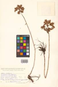 Phedimus aizoon (L.) 't Hart, Siberia, Russian Far East (S6) (Russia)