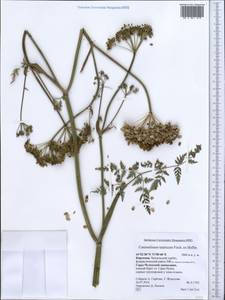 Conioselinum tataricum Hoffm., Middle Asia, Western Tian Shan & Karatau (M3) (Kyrgyzstan)