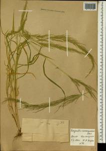 Eragrostis japonica (Thunb.) Trin., Africa (AFR) (Mali)