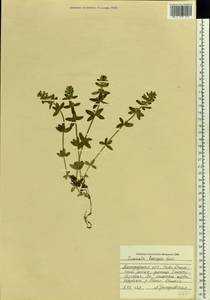 Cruciata laevipes Opiz, Eastern Europe, Central forest-and-steppe region (E6) (Russia)