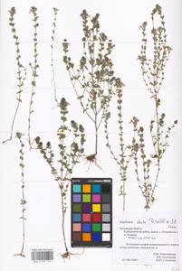 MHA 0 161 755, Euphrasia stricta J.P.Wolff ex J.F.Lehm., Eastern Europe, Central region (E4) (Russia)