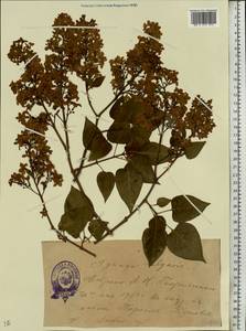 Syringa vulgaris L., Eastern Europe, Estonia (E2c) (Estonia)
