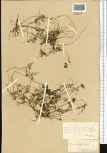 Ranunculus trichophyllus Chaix, Middle Asia, Muyunkumy, Balkhash & Betpak-Dala (M9) (Kazakhstan)