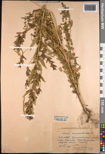 Axyris amaranthoides L., Siberia, Baikal & Transbaikal region (S4) (Russia)