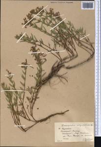 Dracocephalum integrifolium Bunge, Middle Asia, Western Tian Shan & Karatau (M3) (Kazakhstan)