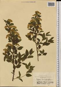 Spiraea chamaedryfolia L., Siberia, Altai & Sayany Mountains (S2) (Russia)