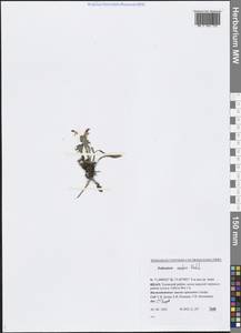 Pedicularis oederi Vahl, Siberia, Western Siberia (S1) (Russia)